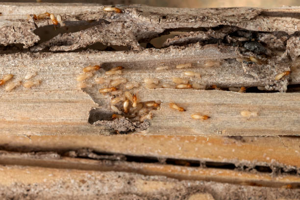 Best Bed Bug Extermination  in Great Falls, VA